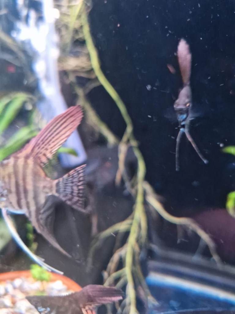 Selling adult and baby angel fish