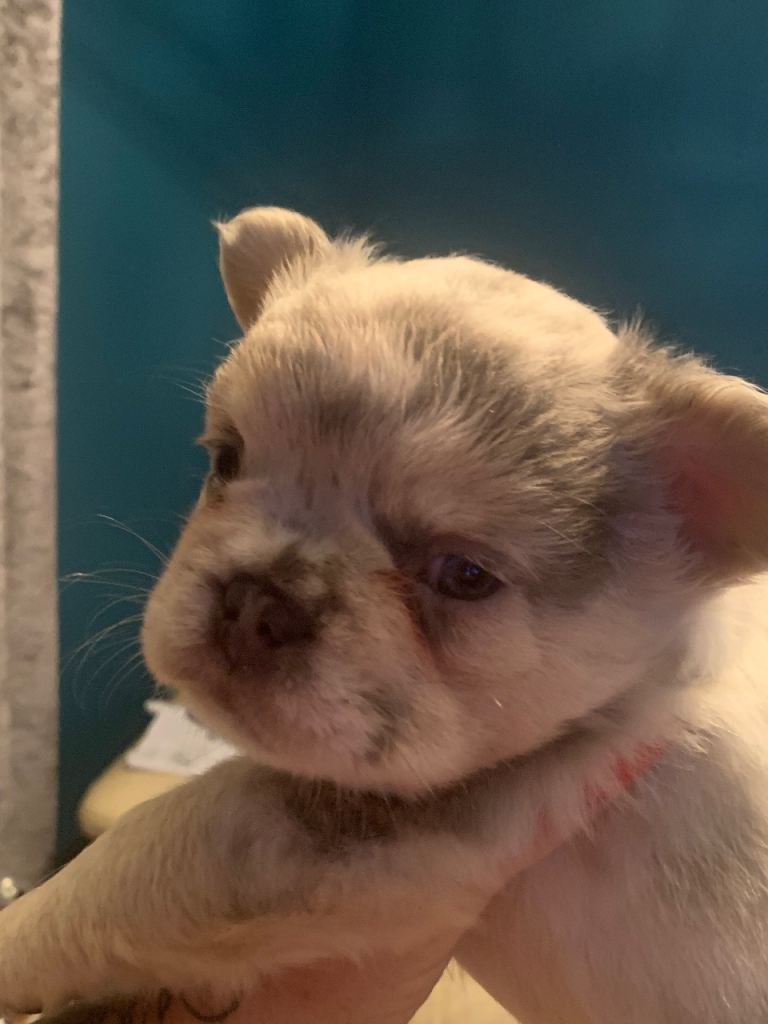 Quality fluffy French Bulldog pups 