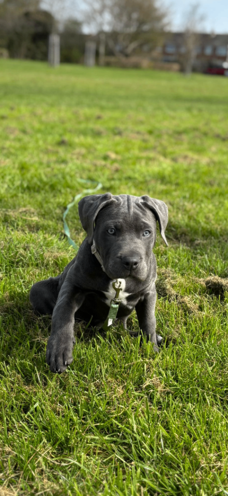 Rehome cane corso puppy