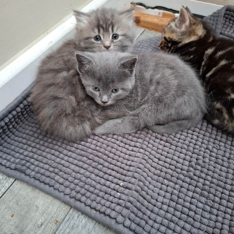 Long hair kittens