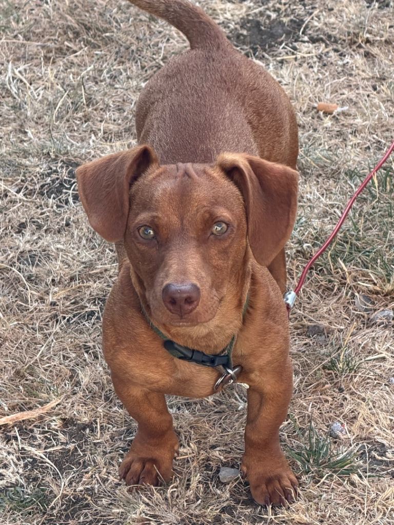 Milo miniature daschund cross Jack Russel 