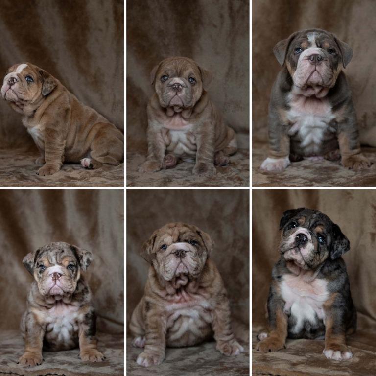 Beautiful English Bulldog Puppies 1 boy 5 girls 