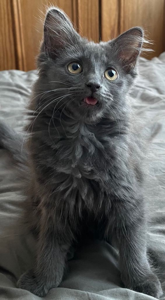 Mixed breed kitten