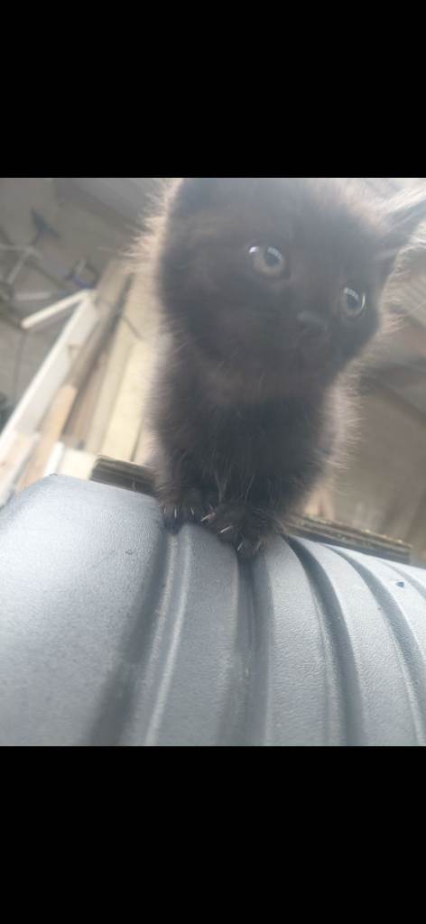 Kittens