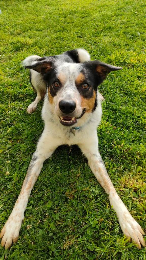Border 4years old experienced owners only 