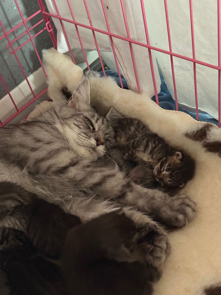 100% genuine GCCF MAINE COON KITTENS 