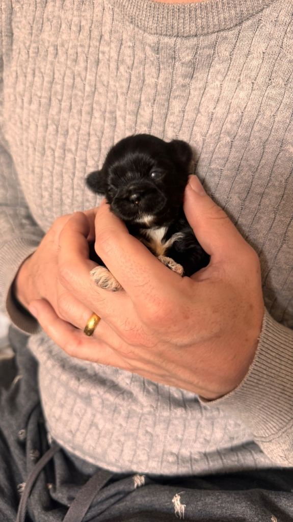 ✨🐶 BEAUTIFUL SHIH TZU PUPPIES – READY TO TAKE HOME IN JAN.✨🐶