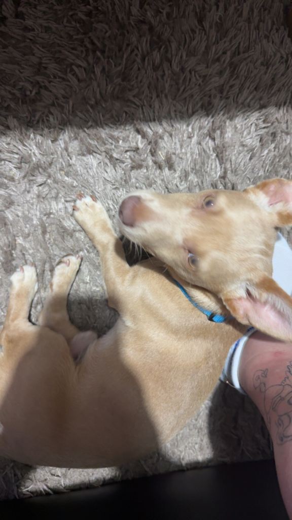 7 month old miniature Jack Russell terrier