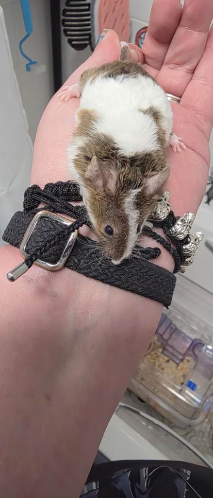 Mouse and cage