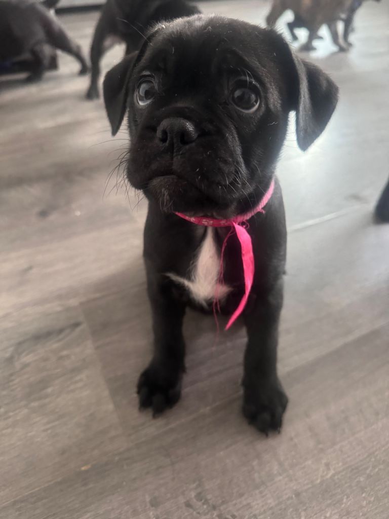 Frug-English puppies 