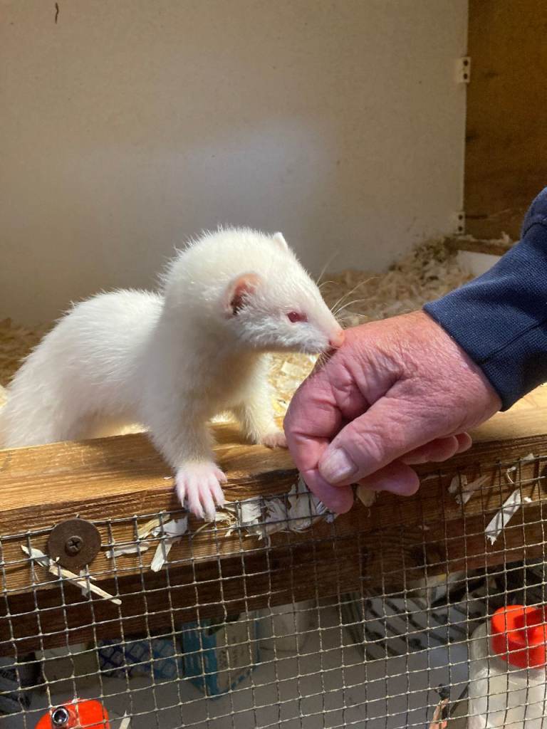 Ferret Kits For Sale
