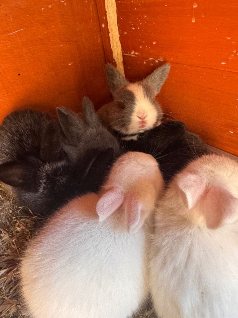 Baby Rabbits for Sale 