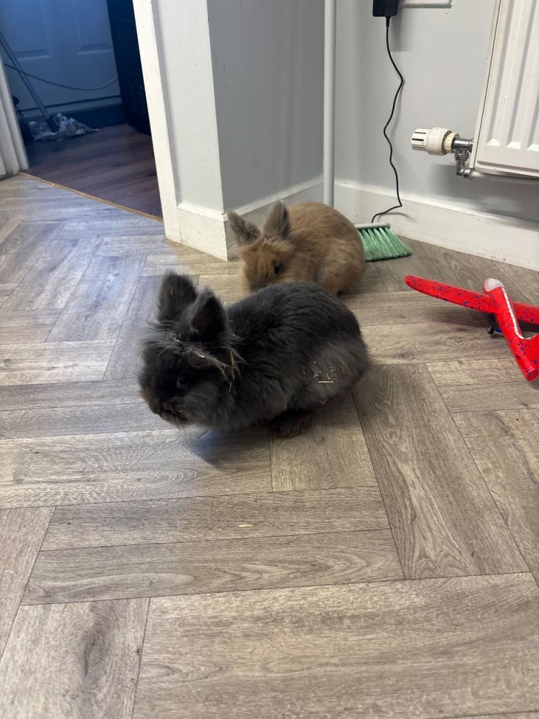 2 x male lion head rabbits around 5 months old 