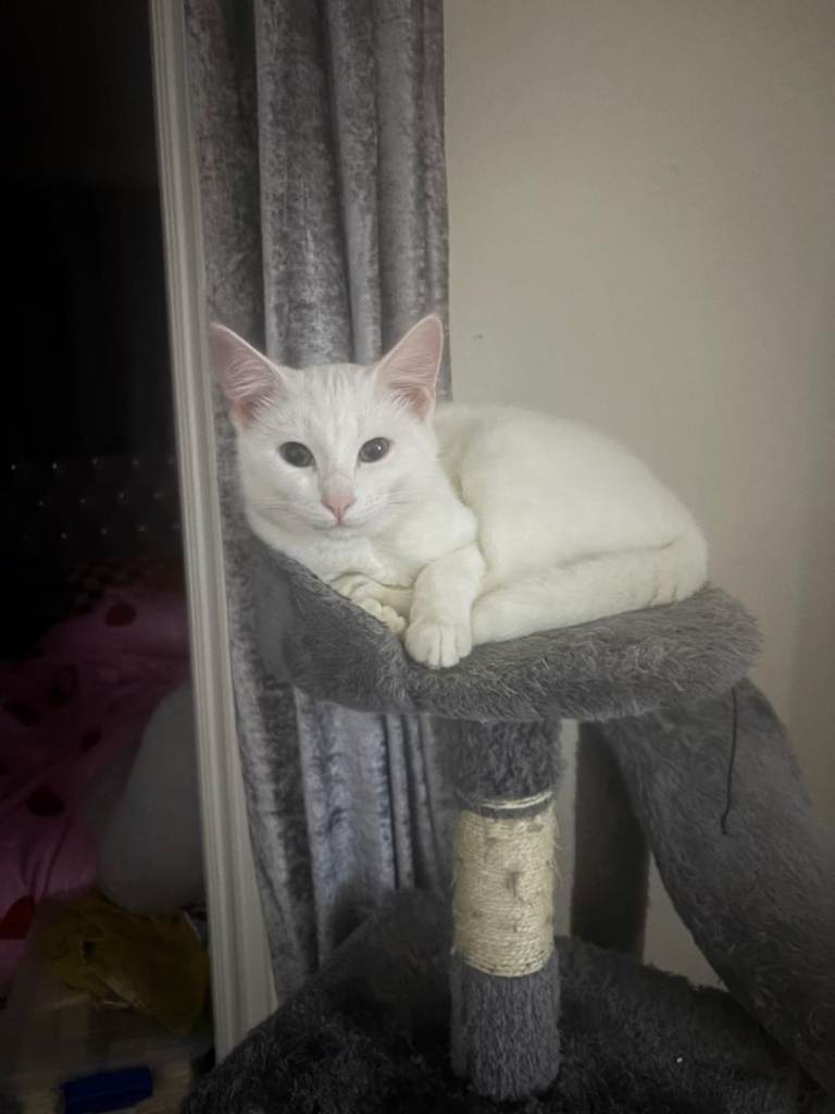 Gorgeous 1yr old half Birman white cat.