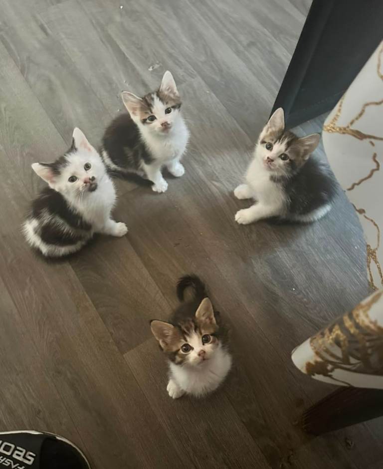 4 adorable kittens