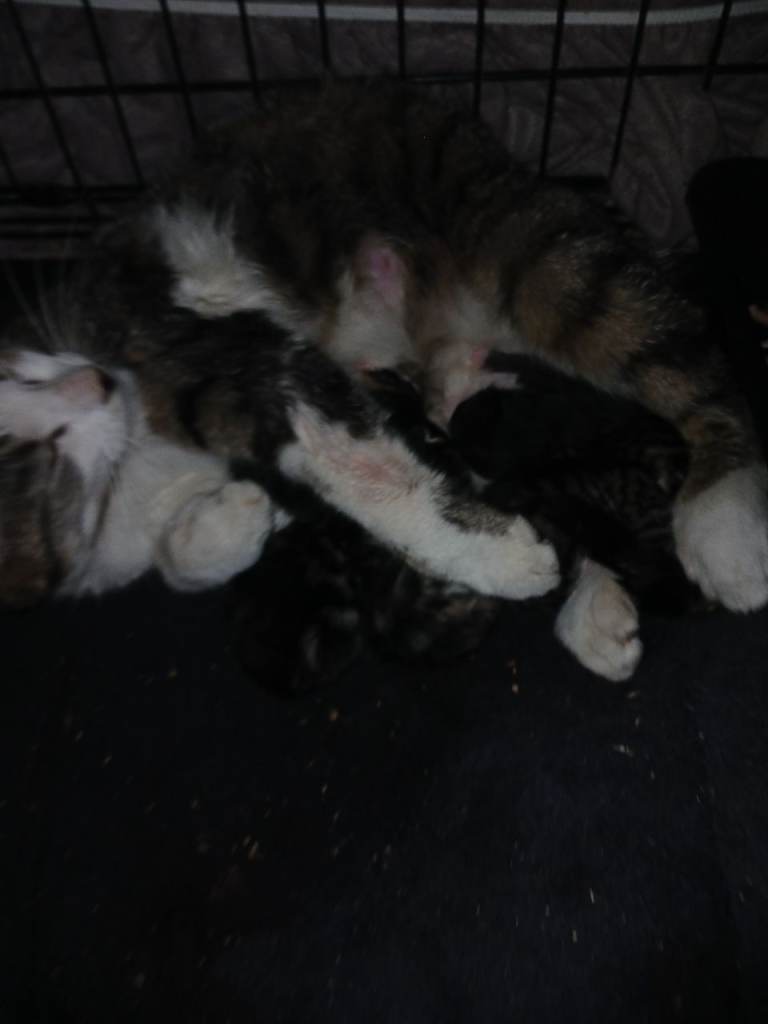 Female cat 2 years