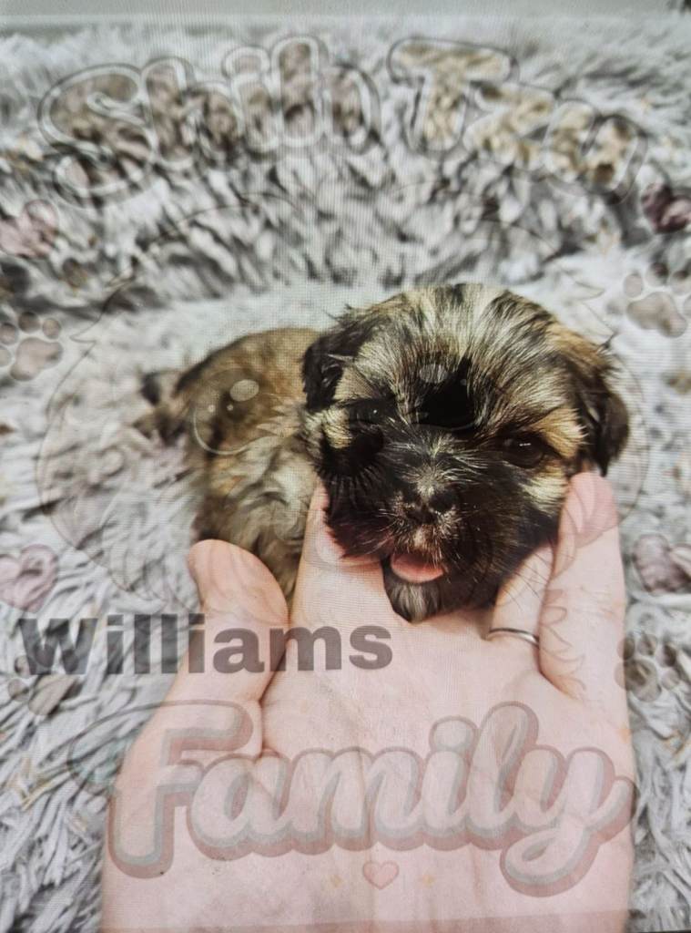 Gorgeous shih tzu puppies