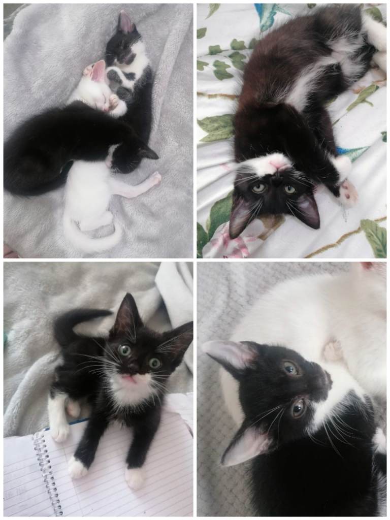 Sociable 10 week old kittens white, grey, ginger black and white