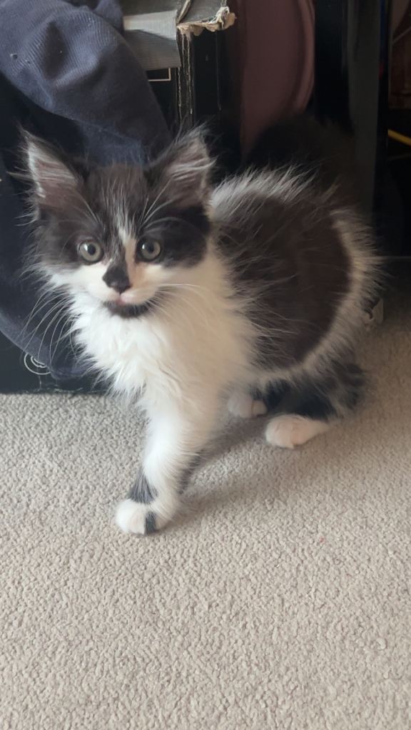 Beautiful long haired kitten 8weeks old 🐱💕