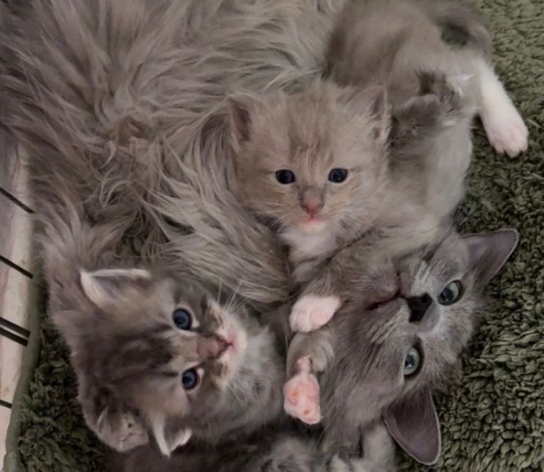 Ragdoll Kittens