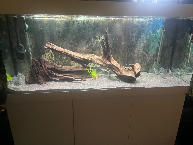 Fish tank 450L