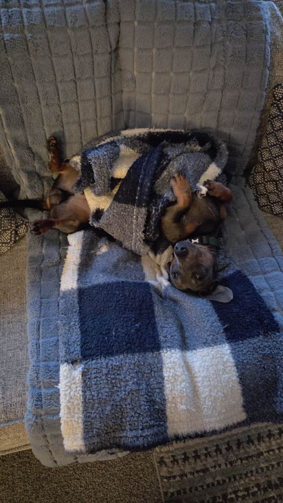 Dog for sale
