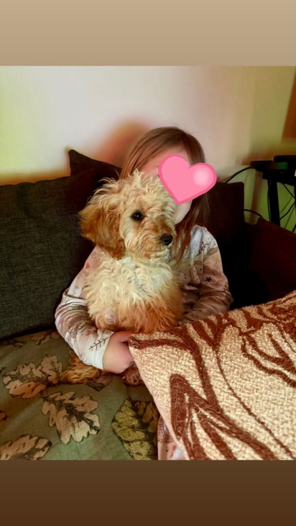 Toy Cockapoo