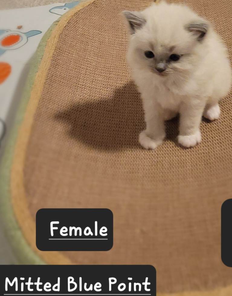 Blue Point Kittens Available- Exceptional Temperament 