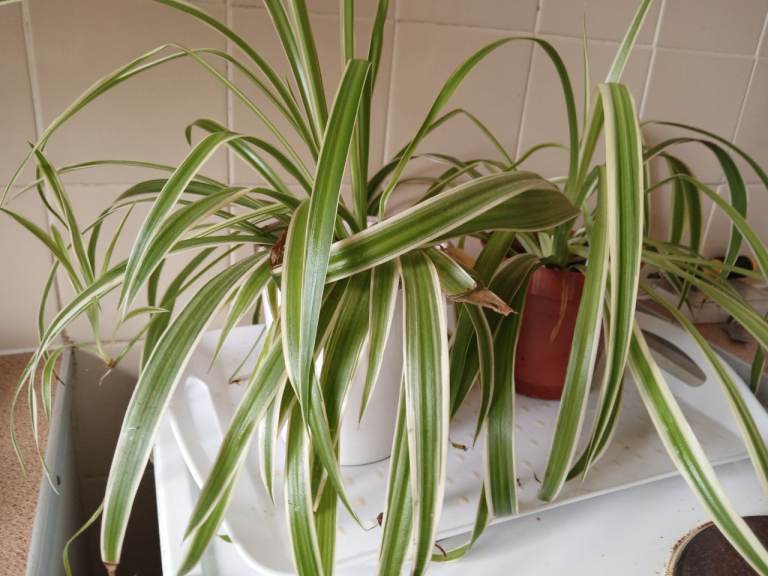 Free spider plants 