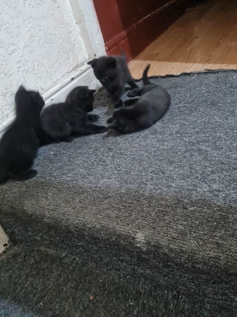 L@@K X5 BRITISH SHORT HAIR X KITTENS 