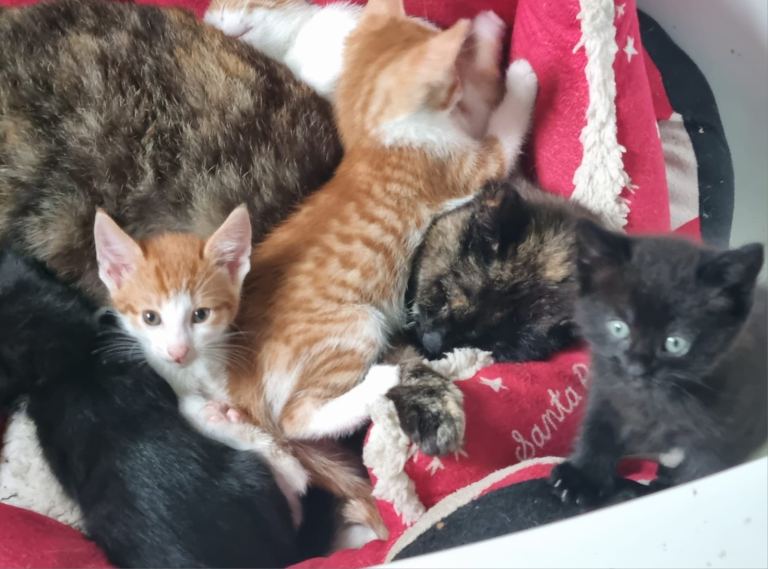 Kittens looking for new homes