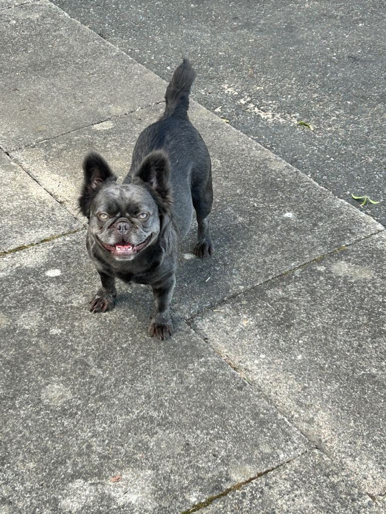 Ziggy is urgently looking for a new home in Inverurie
