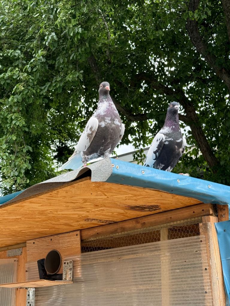 Nice and Clean Pigeons for Sale 
