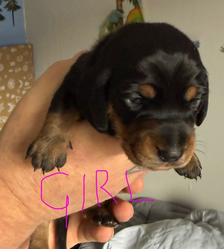 Mini dachshund puppies 