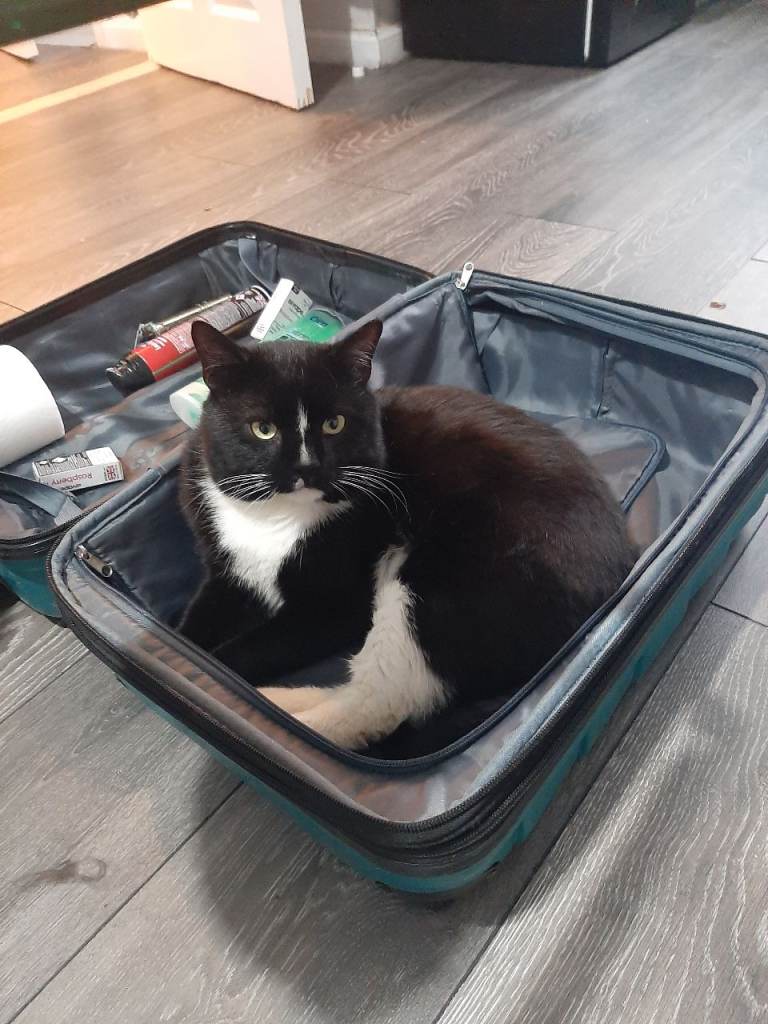 Cat for rehousing 