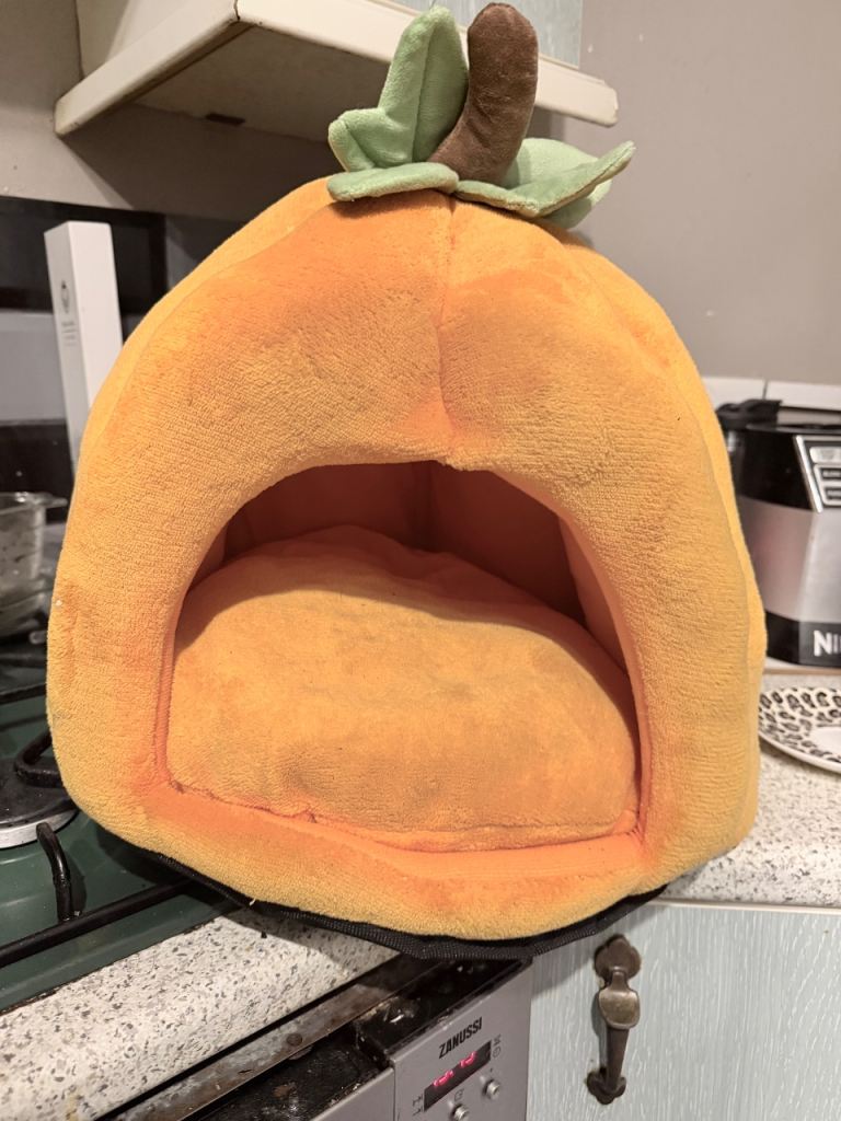 pumpkin cat/kitten bed