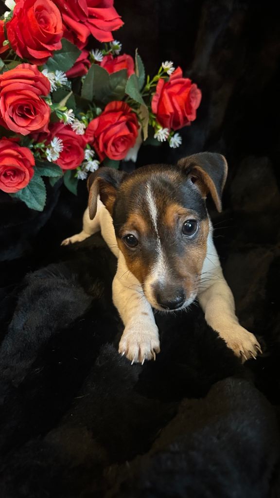 Jack Russell pups