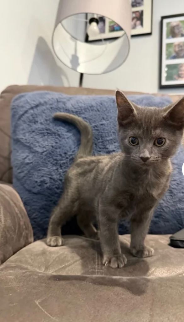 Grey boy kitty