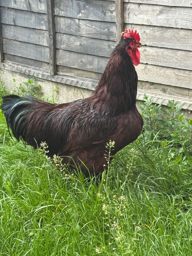 Chickens