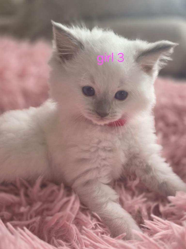 Ragdoll Kittens 