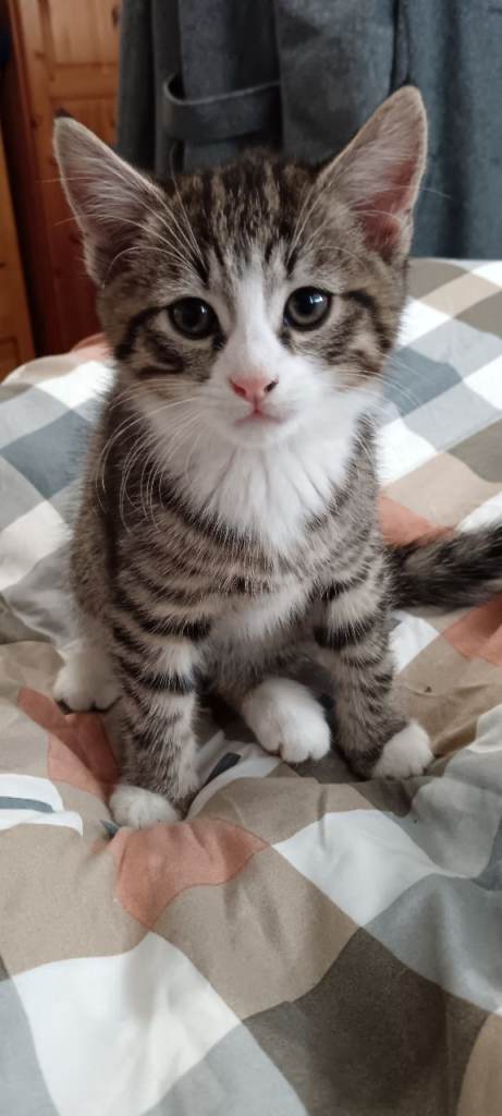 4 kittens ready for new homes 