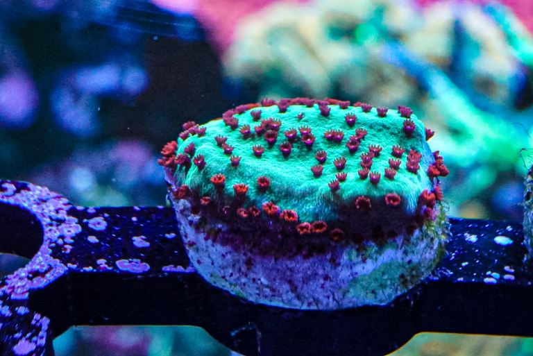 Chilli pepper coral marine frag