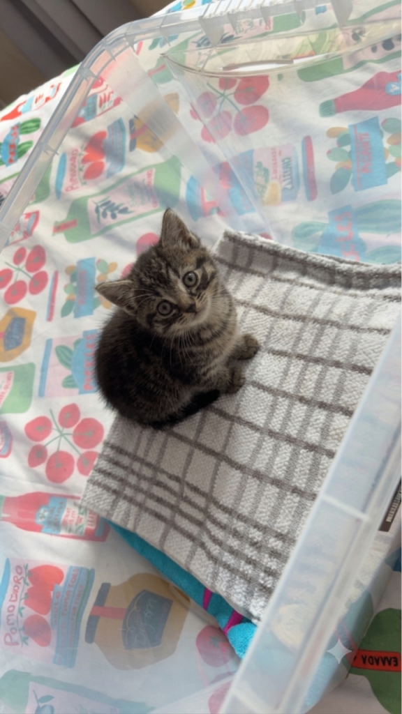 Kitten ready 🐈ALL RESERVED🐈 