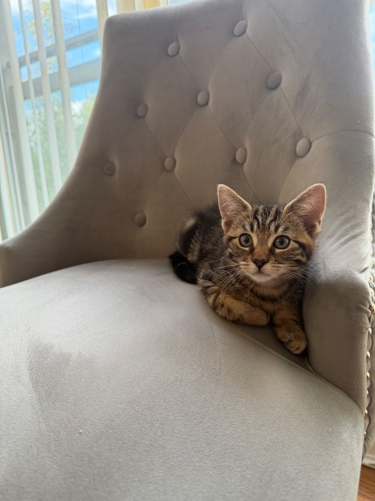 3 beautiful Tabby kittens - mixed litter 