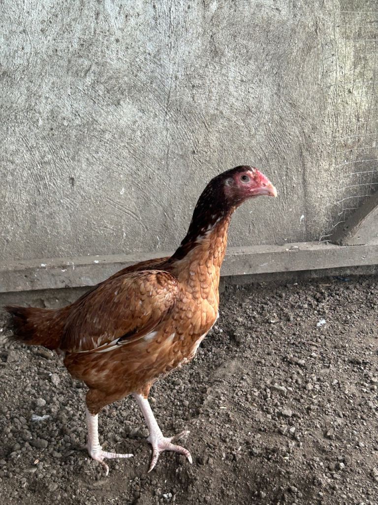 Young Aseel hens for sale 