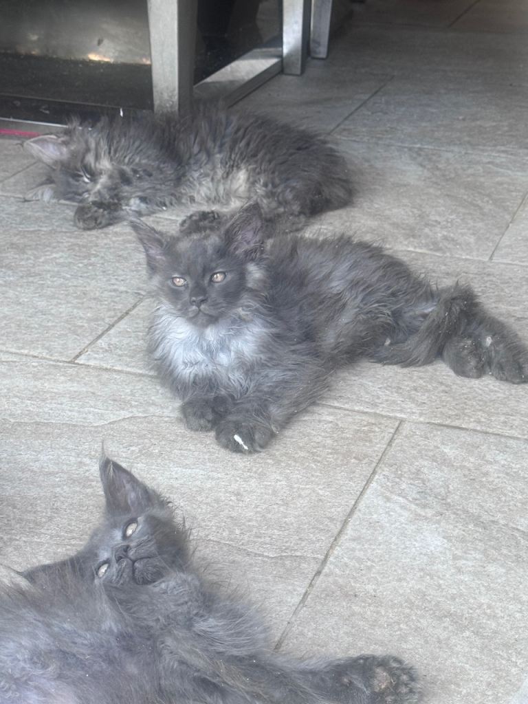 🏆 Last few remaining Exceptional Maine Coon Kittens – Champion Bloodlines 🏆