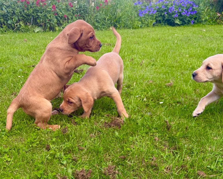 Kc Labradors puppies 
