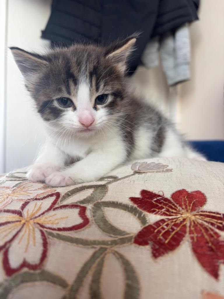 Kittens for sale 