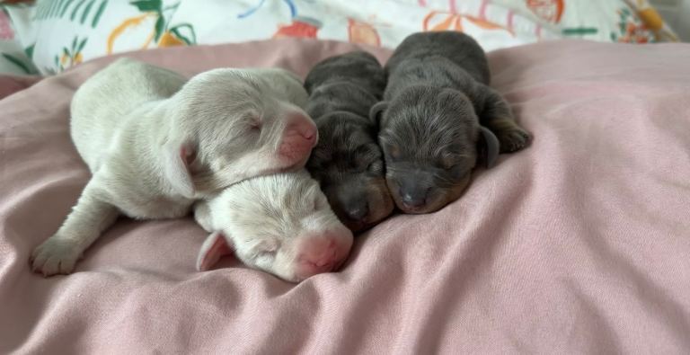 KC Registered Pink & Pink Carrier Miniature Dachshund Puppies 🐾💗