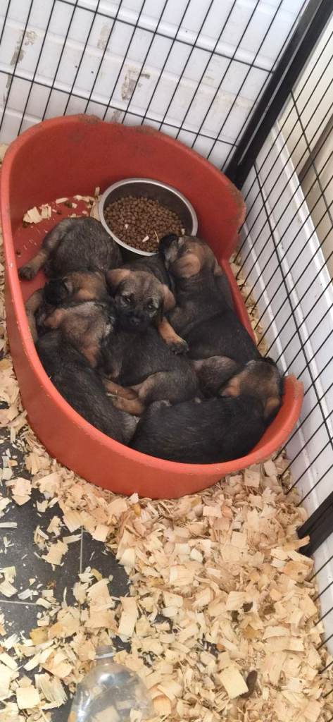 Border terrier